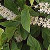 Cyrilla racemiflora 'Henry's Garnet', flowers