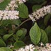 Cyrilla racemiflora 'Henry's Garnet', flowers