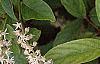 Cyrilla racemiflora 'Henry's Garnet', flowers