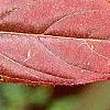Cyrilla racemiflora 'Henry's Garnet', fall color