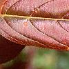 Cyrilla racemiflora 'Henry's Garnet', fall color