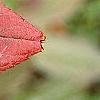Cyrilla racemiflora 'Henry's Garnet', fall color