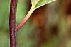 Cyrilla racemiflora 'Henry's Garnet', fall color