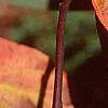 Cyrilla racemiflora 'Henry's Garnet', fall color