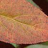 Cyrilla racemiflora 'Henry's Garnet', fall color