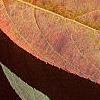 Cyrilla racemiflora 'Henry's Garnet', fall color