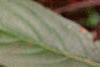 Cyrilla racemiflora 'Henry's Garnet', fall color