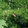 Mitella diphylla, habit