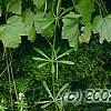Mitella diphylla, habit