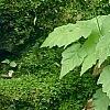 Mitella diphylla, habit