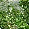 Mitella diphylla, habit