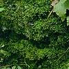 Mitella diphylla, habit