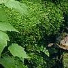 Mitella diphylla, habit
