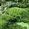 Mitella diphylla, habit