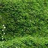 Mitella diphylla, habit