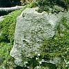 Mitella diphylla, habit