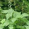 Mitella diphylla, habit