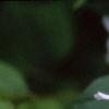 Philadelphus coronarius, flowers