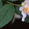 Philadelphus coronarius, flowers