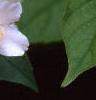 Philadelphus coronarius, flowers