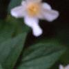 Philadelphus coronarius, flowers