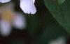 Philadelphus coronarius, flowers