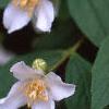 Philadelphus coronarius, flowers