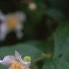 Philadelphus coronarius, flowers