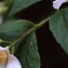 Philadelphus coronarius, flowers