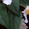 Philadelphus coronarius, flowers