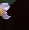 Philadelphus coronarius, flowers