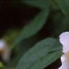 Philadelphus coronarius, flowers