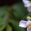 Philadelphus coronarius, flowers