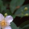 Philadelphus coronarius, flowers