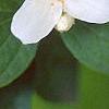Philadelphus coronarius, flowers