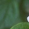 Philadelphus coronarius, flowers