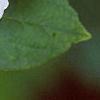 Philadelphus coronarius, flowers