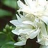 Philadelphus x virginalis 'Minnesota Snowflake', flowers