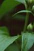 Philadelphus x virginalis 'Minnesota Snowflake', flowers