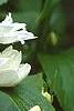 Philadelphus x virginalis 'Minnesota Snowflake', flowers