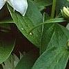 Philadelphus x virginalis 'Minnesota Snowflake', flowers
