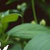 Philadelphus x virginalis 'Minnesota Snowflake', flowers