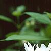 Philadelphus x virginalis 'Minnesota Snowflake', flowers