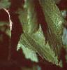 Ribes americana, leaves