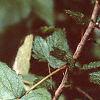 Ribes americana, leaves