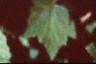 Ribes americana, leaves