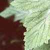 Ribes americana, leaves
