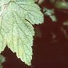 Ribes americana, leaves