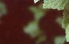 Ribes americana, leaves