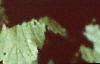 Ribes americana, leaves